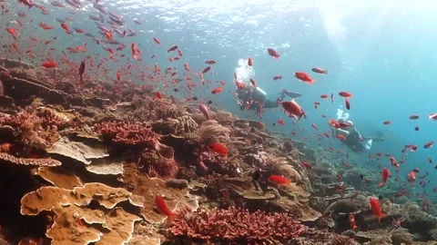 Scuba Divers swimming over a pristine reef surrounded by colorful fish Stock Footage 130241699