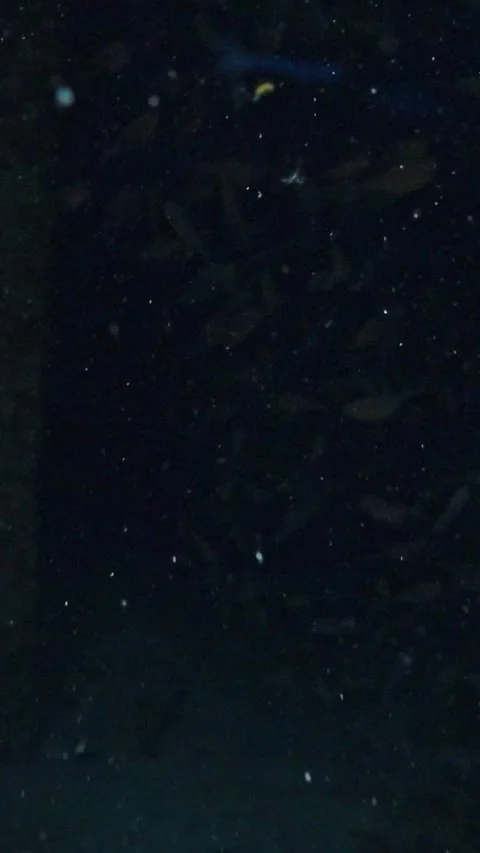 Scuba divers swimming through the dark, rusty corridors of a sunken shipwreck Stock-Footage 332000646