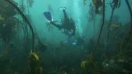 Scuba Divers Swimming Through Kelp Forest Underwater Stock Footage