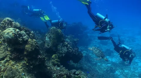 Scuba divers swimming with a turtle Stock Footage 2101048