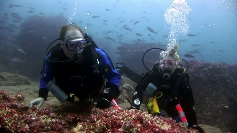 Scuba divers underwater on background of school fish. Stock Footage 81798487