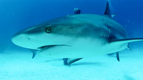 Scuba divers walking on ocean floor amid sharks off coast of Grand Bahama Video stock 149662582