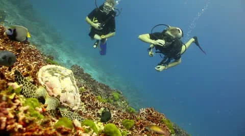 Scuba divers watching turtle feeding Stock Footage 10750605