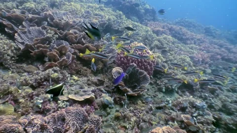 Scuba diving adventure Exploring Coral Reefs of the Philippines Stock Footage 321410937