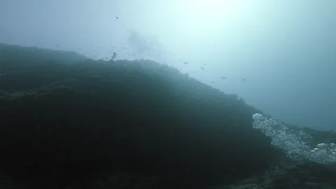 Scuba Diving Air Bubbles Rise Above Maldives Coral Reef with Tropical Fish Video stock 345016164