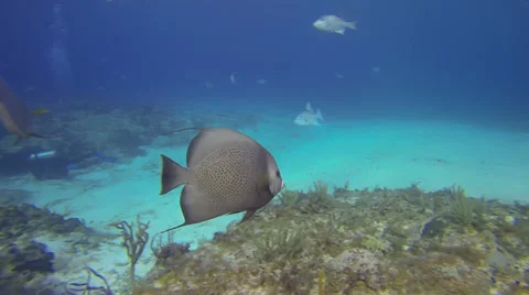 Scuba Diving - Angelfish Stock Footage 37011118
