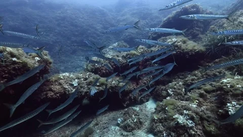 Scuba diving with a barracuda fish shoal  Video stock 341738860