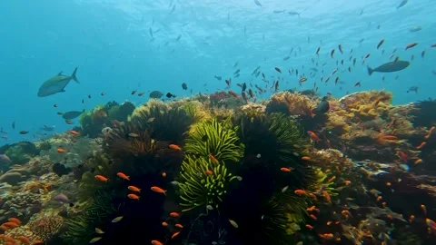 Scuba diving biodiverse coral reef environment with giant trevally and tropical Stock Footage 339763597