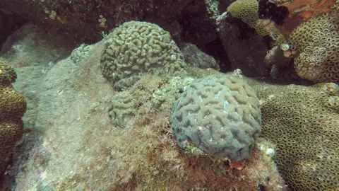 Scuba Diving - Brain Coral Stock Footage 292454024