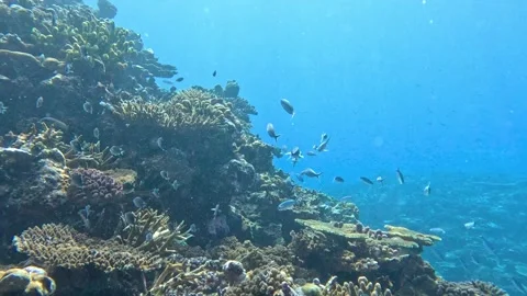 Scuba diving coral reef environment with fish in Fiji in crystal clear waters Stock Footage 341029641