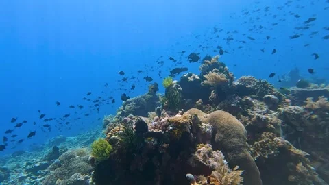 Scuba diving coral reef environment hard and soft corals with shoals of Stock Footage 341087690