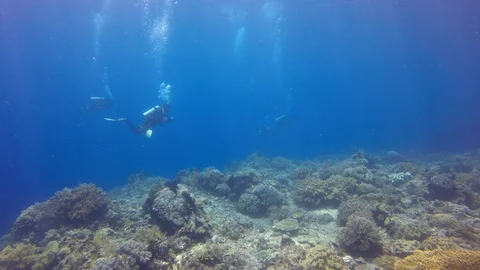 Scuba diving on coral reef 스톡 동영상 98431981
