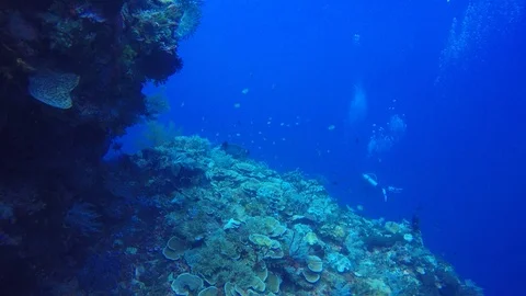 Scuba diving on coral reef Stock Footage 98432209