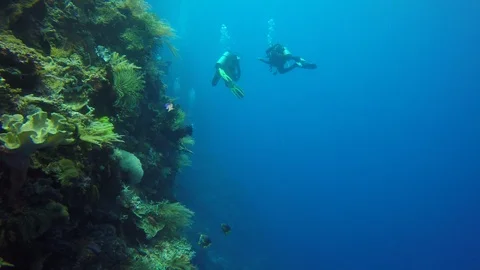 Scuba diving on coral reef Video stock 98433114