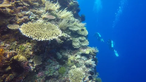 Scuba diving on coral reef 스톡 동영상 99320430