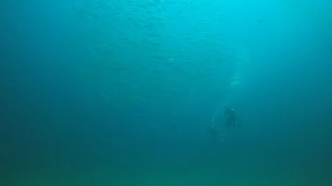 Scuba diving on coral reef Video stock 105223128