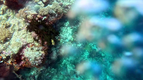 Scuba diving a coral reef wall in the Banda Sea, Indonesia. Stock Footage 311004301