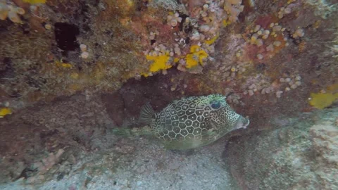 Scuba Diving - Cowfish Stock Footage 292454060