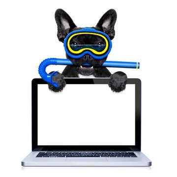 Scuba diving dog Foto stock