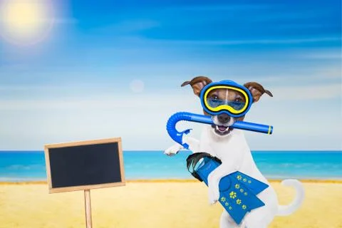 Scuba diving dog Stock Photos