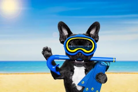 Scuba diving dog Stock Photos