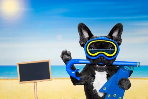 Scuba diving dog Stock Photos