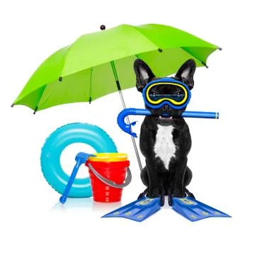 Scuba diving dog Stock Photos