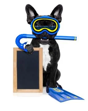 Scuba diving dog Stock Photos