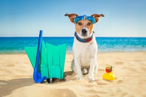 Scuba diving dog Foto stock