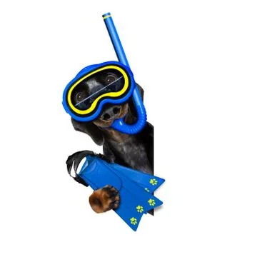 Scuba diving dog Stock-Fotos