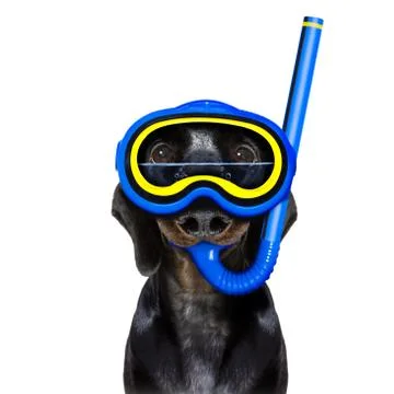 Scuba diving dog Stock-Fotos