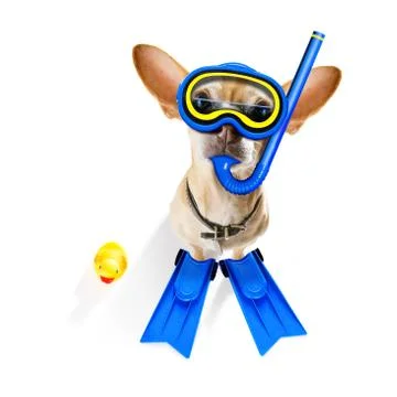Scuba diving dog Foto stock