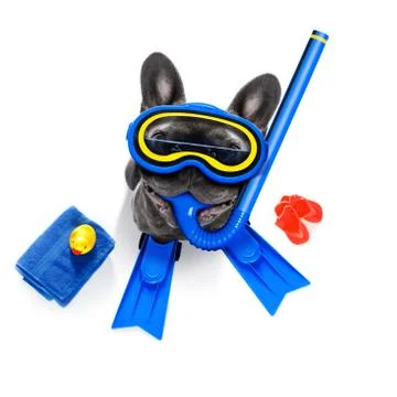 Scuba diving dog Stock-Fotos