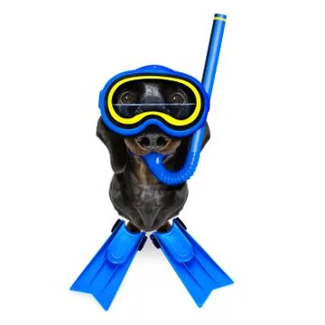 Scuba diving dog Stockfoto's