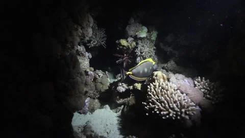 Scuba Diving Egypt Stock Footage 170819011