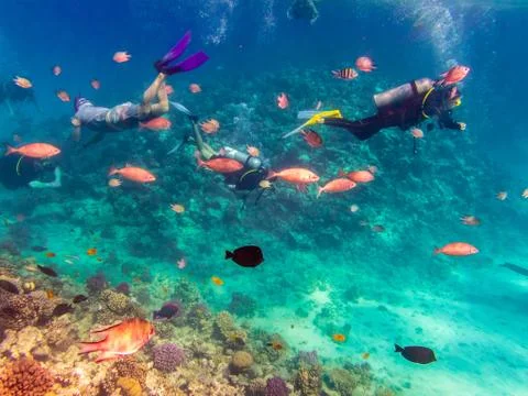 Scuba Diving explore the Red Sea Stock Photos