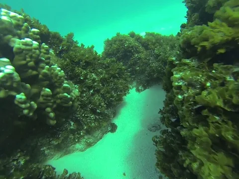 Scuba diving Stock Footage 77047083