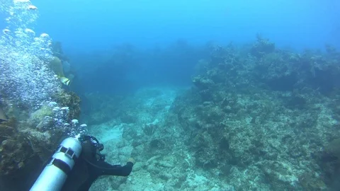 Scuba diving Vídeo Stock 82428629