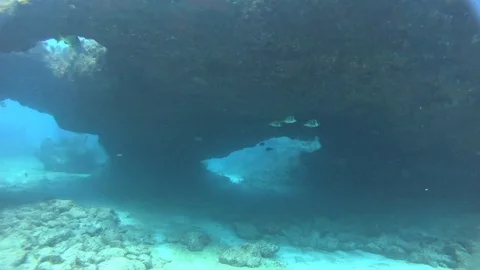 Scuba diving. Vídeo Stock 83179546