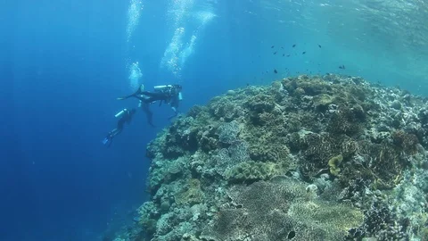 Scuba diving Stock Footage 99378082