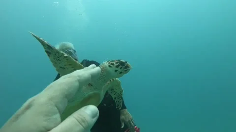 Scuba Diving Video stock 192007945