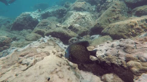 Scuba Diving - Frade (Angel Fish) 動画素材 292454030