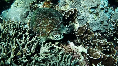 SCUBA Diving with green leatherback turtle in Komodo National Park, Indonesia Stock Footage 94618688