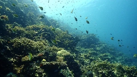 Scuba diving on a healthy reef full of small fishes Stock Footage 115131994