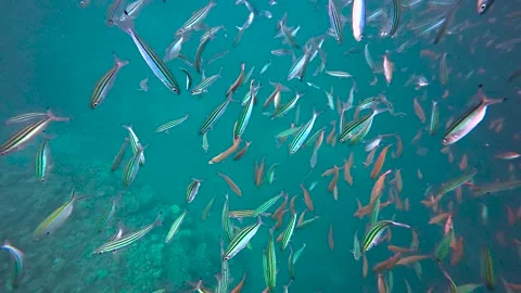 Scuba diving with huge school of three lined fusilier fish in clear turquoise Stock Footage 337124648
