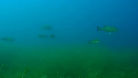 Scuba Diving in the Lake - 4K - ProRes Stock Footage 165059903