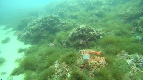 Scuba diving at L'Estartit- underwater Stock Footage 115452135