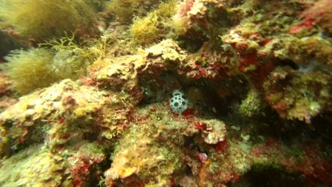 Scuba diving at L'Estartit- underwater Stock Footage 115499748