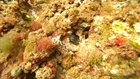 Scuba diving at L'Estartit- underwater Stock Footage 115499783