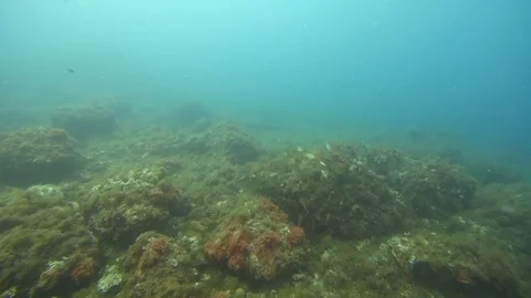 Scuba diving at L'Estartit- underwater Stock Footage 115631556